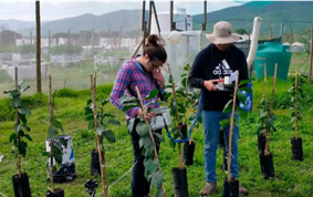 Ciencias agrícolas en Chile: instituciones, recursos humanos, inversión y productividad científica, una revisión.